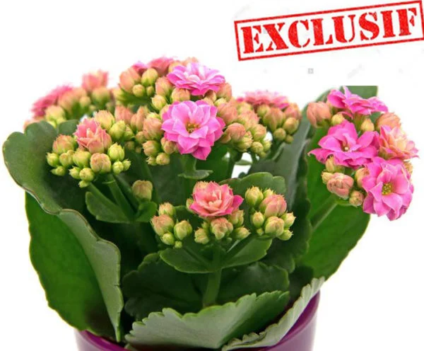 Kalanchoé