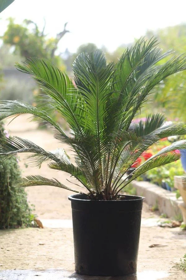 Cycas revoluta