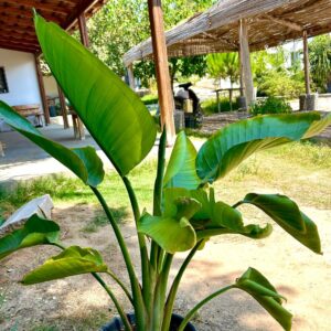 strelitzia augusta
