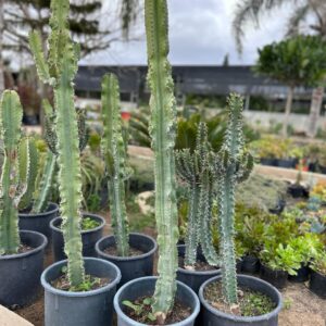 Euphorbia cotinifolia