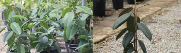 Ficus elastica
