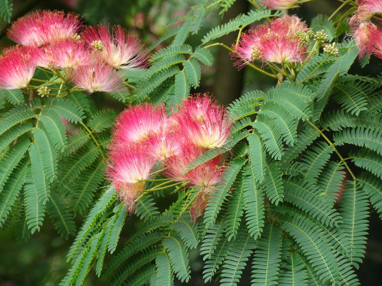 Albizia Julibrisin CAP VERT Albizia Julibrisin CAP VERT