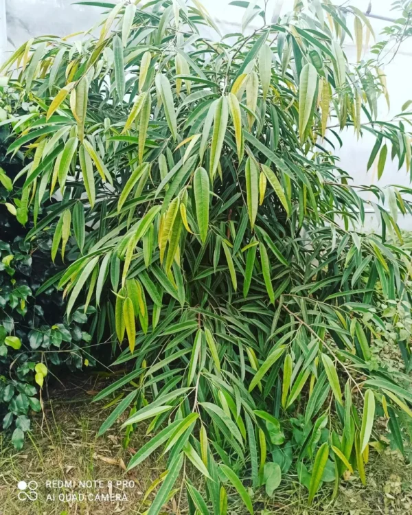 Ficus 'Alii vert
