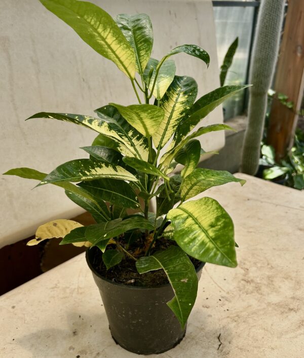 croton petra