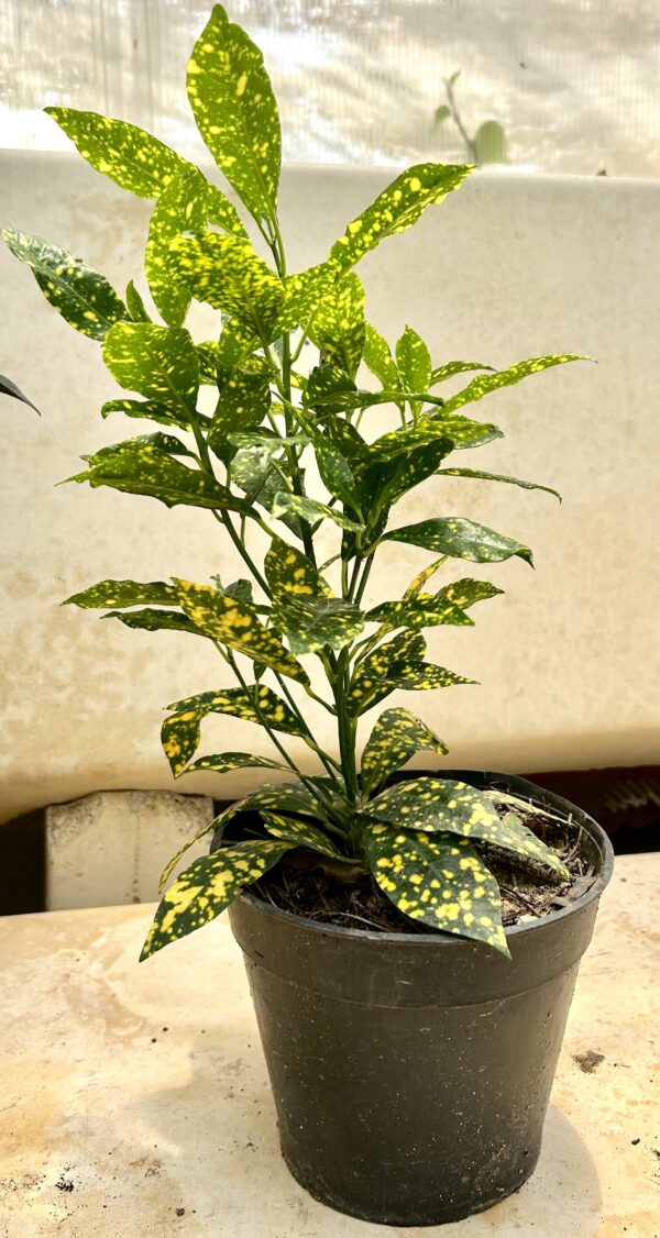 Croton Gold Dust