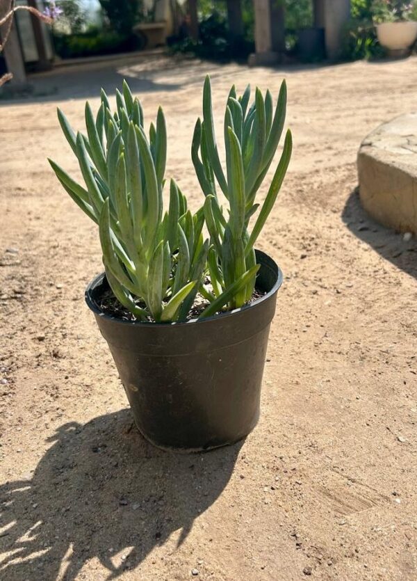 echevria puldonis