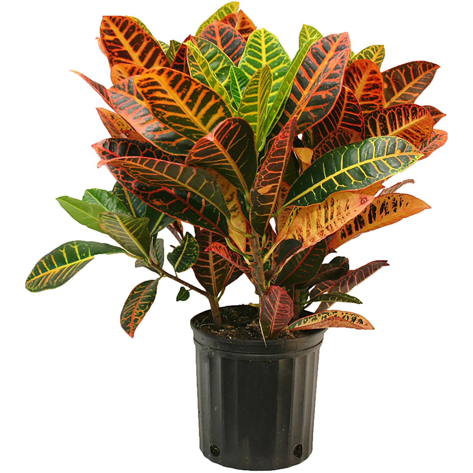 croton petra CAP VERT