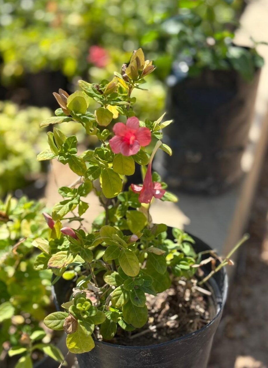 Coral Creeper