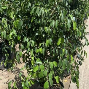 Ficus Danielle