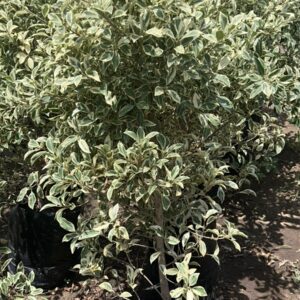 Ficus exotica panaché