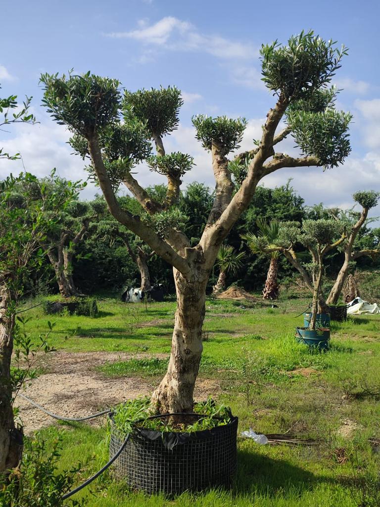 Ficus bonsaï Plante naturelle Pot - Les Verts Tunisie